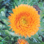 Plants: image 3 0f 20 thumb